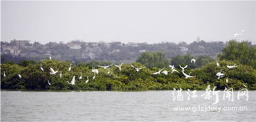 湛江與華僑城集團(tuán)攜手推進(jìn)全域旅游開(kāi)發(fā)，譜寫(xiě)文旅融合新篇章
