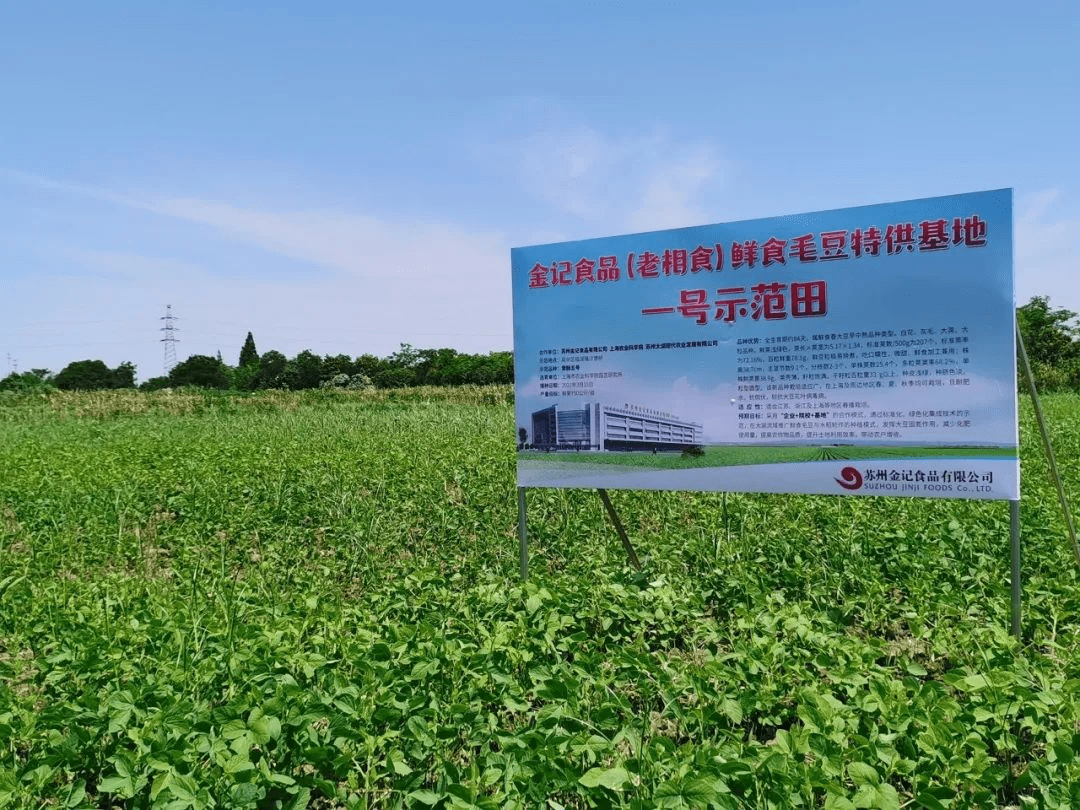 老相食太湖綠色鮮食毛豆基地豐收在望_育種_合作_示范田